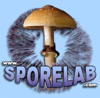 Welcome to the SporeLab